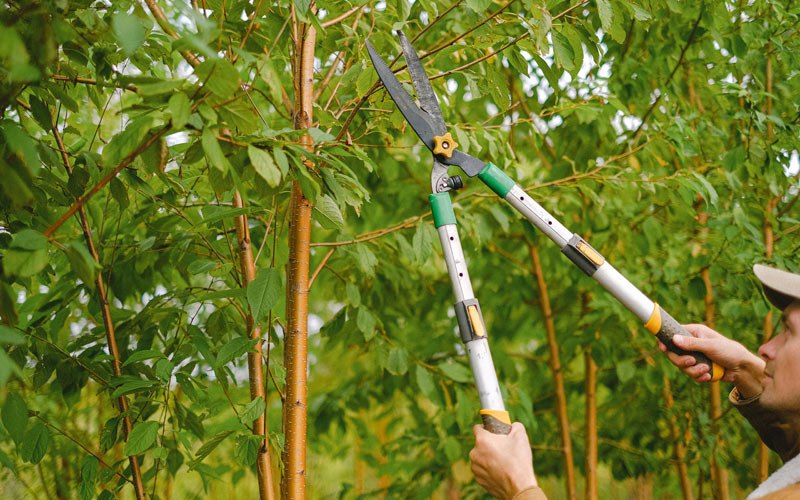 Tree trimming in Angela, MT